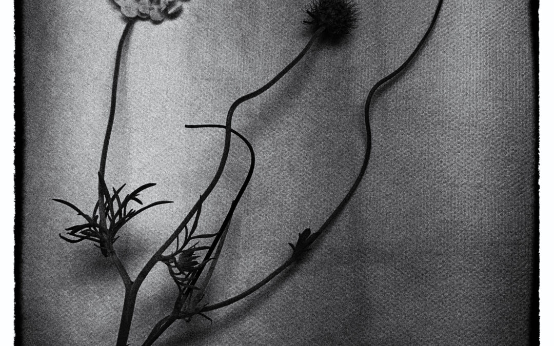Gulvädd a noir