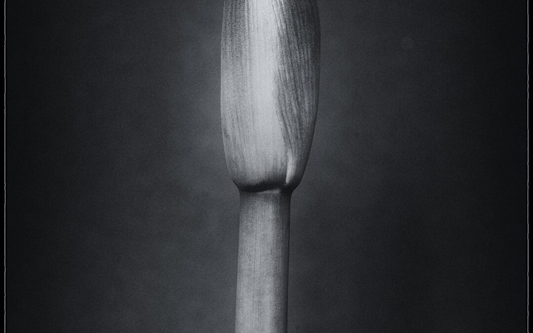 Amaryllis knopp